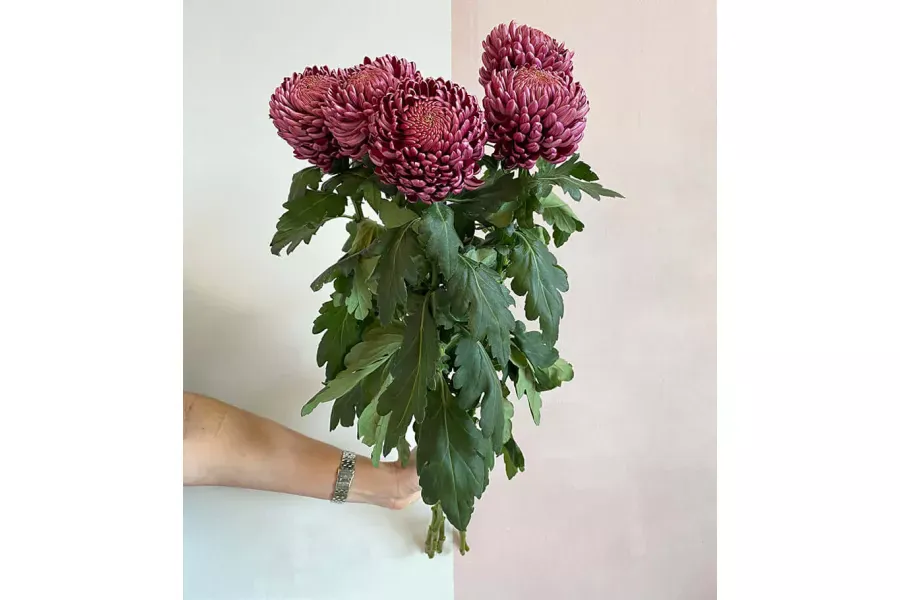 Buy Chrysanthemums with delivery in Dubai and other UAE cities. Order Now!
