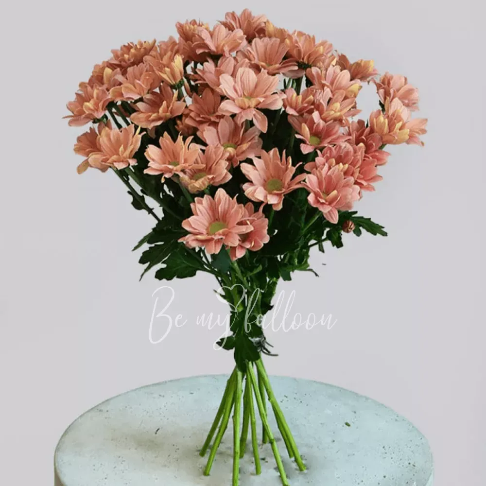 Пастельные распускающиеся хризантемы